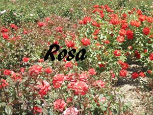 Baixar Rosa (Portuguese Edition) pdf, epub, ebook